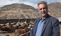 راهبرد نوین دامداری برای جهش تولید گوشت در کهگیلویه و بویراحمد